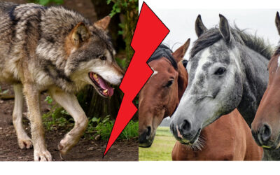 Wenn der Wolf zuschlägt – und die Versicherung nicht zahlt