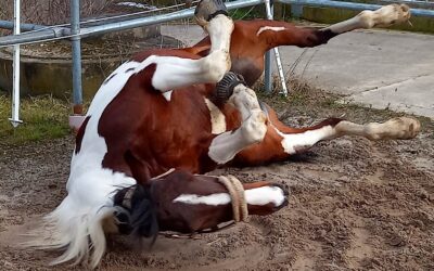 Neuer Volkssport? Mit Volker Racho auf den Hänger…