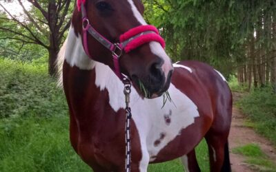 Warum wir billig billig finden