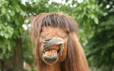 Halfterpflicht auf der Koppel – die Versicherung zahlt sonst nicht!