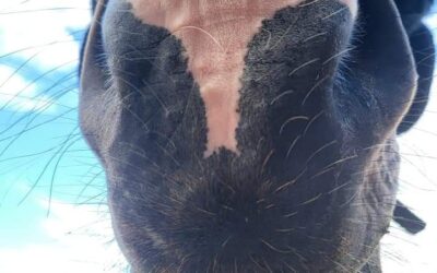 Abzocke? Beitragsexplosion bei Pferde OP-Versicherungen!