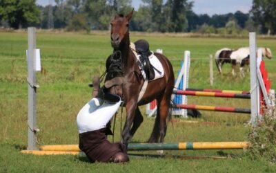 „Ist das Pferd versichert?“ – „DAS GEHT DICH NIX AN!“