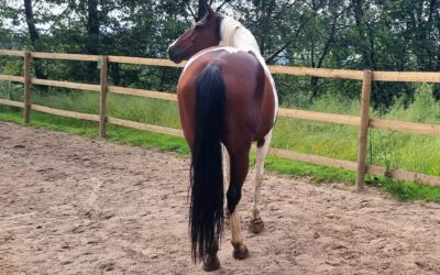 Wenn der Versicherungsmuggel schon wieder nervt…