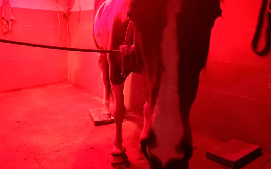 Ich werde agriassiv – Stellungnahme zur Stellungnahme
