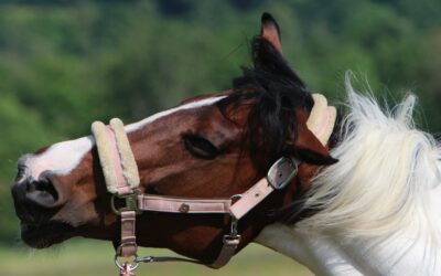 Die miese Nummer mit der Pferde – OP-Versicherung