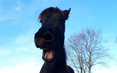 So klappt´s (nicht) mit der Reitbeteiligung – mal wieder Blödsinn in der Presse