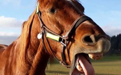 Reitbeteiligung falsch mitversichert? Nö. Hier nicht.